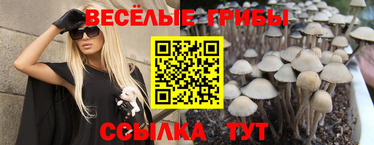 Псилоцибиновые грибы Psilocybine cubensis Ливны